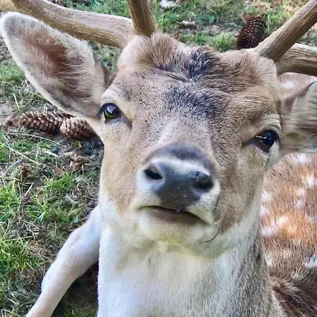 Genusshotel Hirschen - Erholung Im Gruenen 3*