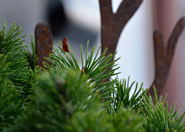 Genusshotel Hirschen - Erholung Im Gruenen Sallneck