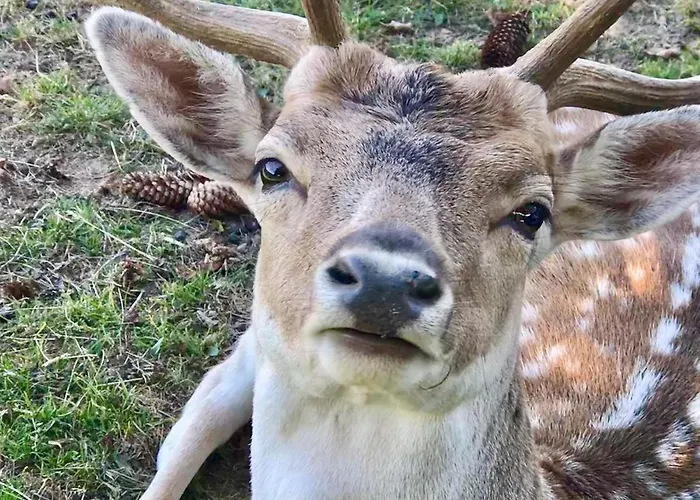 Genusshotel Hirschen - Erholung Im Gruenen 3*